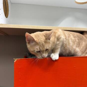 Domestic Short Hair Cats Available for Adoption in Westminster, California - Stetson | PetCurious