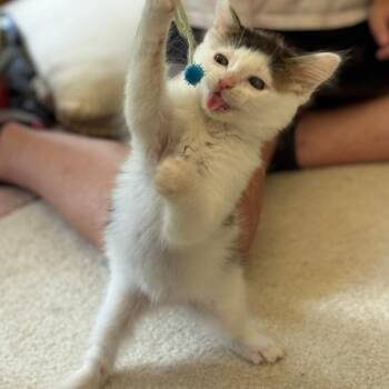 Tapatio -  Domestic Short Hair Cat for Adoption in Chattanooga, Tennessee - Tapatio | PetCurious