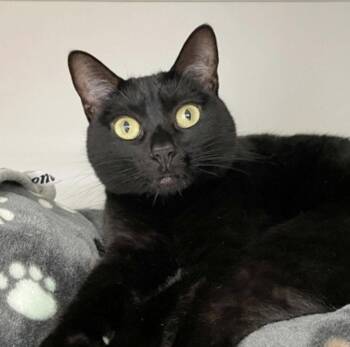 Birdy Lew -  Domestic Short Hair Cat for Adoption in Wheaton, Illinois - Birdy Lew | PetCurious