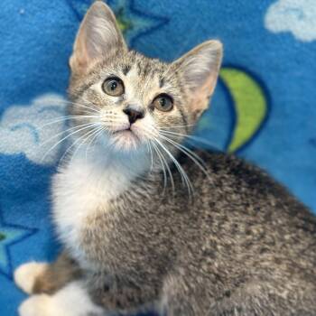 Brandy -  Domestic Short Hair Cat for Adoption in Matteson, Illinois - Brandy | PetCurious