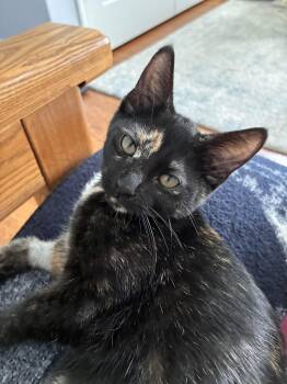 Warrior Cat Spottedleaf -  Domestic Short Hair Cat for Adoption in Leesburg, Virginia - Warrior Cat Spottedleaf | PetCurious