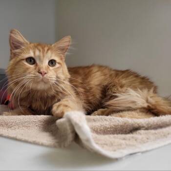 Sunny -  Domestic Medium Hair Cat for Adoption in Harrisonburg, Virginia - Sunny | PetCurious