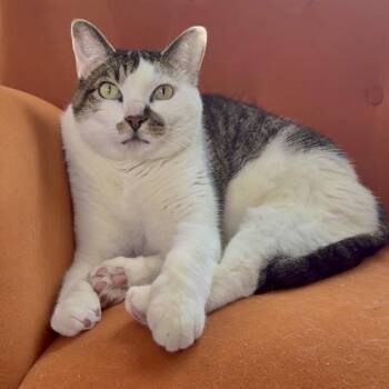 Baby -  American Shorthair Cat for Adoption in Kerrville, Texas - Baby | PetCurious