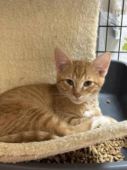 Rolo -  Domestic Short Hair and Tabby Cat for Adoption in Fort Walton Beach, Florida - Rolo | PetCurious