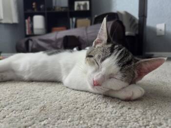 Oreo Speedwagon -  Domestic Short Hair Cat for Adoption in St. Cloud, Florida - Oreo Speedwagon | PetCurious