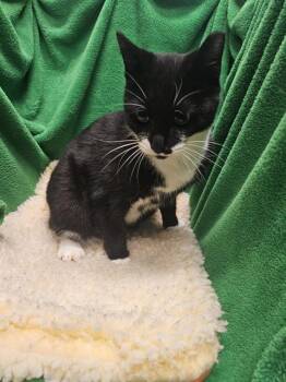 Rescue Domestic Short Hair Cats for Adoption in Winter Haven, Florida - OPALESCENCE | PetCurious