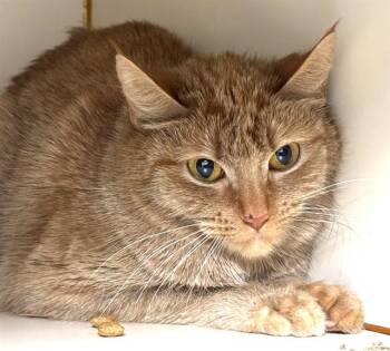 Domestic Short Hair Cats Available for Adoption - ZELLE | PetCurious