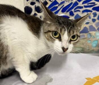 Domestic Short Hair Cats Available for Adoption in Pensacola, Florida - DOTTIE | PetCurious