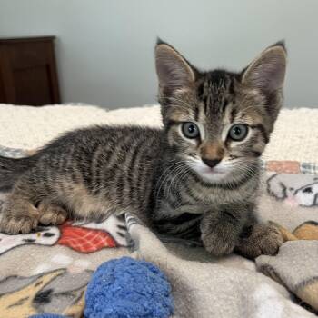 Cara -  Domestic Short Hair Cat for Adoption in Bentonville, Arkansas - Cara | PetCurious
