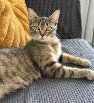 Miss Pickles -  Domestic Short Hair Cat for Adoption in Nashville, Tennessee - Miss Pickles | PetCurious