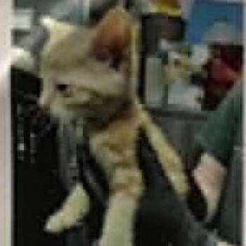 Wonder -  Domestic Short Hair Cat for Adoption in Bentonville, Arkansas - Wonder | PetCurious