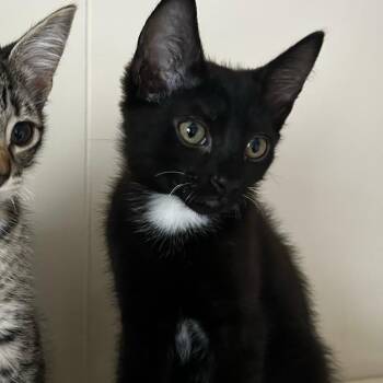 Rescue Domestic Short Hair Cats for Adoption in Lions Bay, British Columbia - Fairy | PetCurious