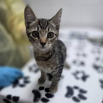 Sausage -  Domestic Short Hair Cat for Adoption in Incline Village, Nevada - Sausage | PetCurious