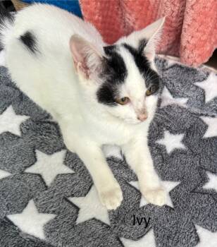 Rescue Domestic Short Hair Cats for Adoption in Safety Harbor, Florida - Ivy | PetCurious