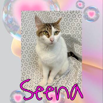 Domestic Medium Hair Cats Available for Adoption in Royse City, Texas - Senna | PetCurious