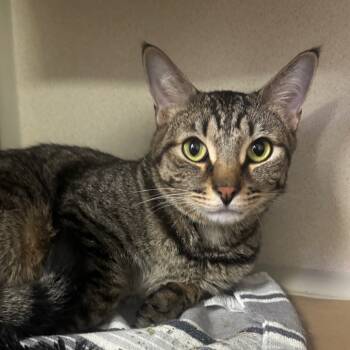 Rescue Domestic Short Hair Cats for Adoption in Wantagh, New York - Simba | PetCurious