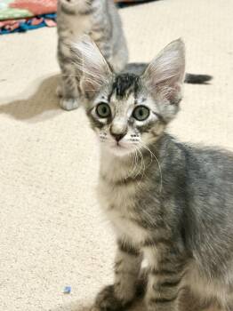 Cristofur Reynaldo -  Maine Coon and Domestic Medium Hair Cat for Adoption - Cristofur Reynaldo | PetCurious