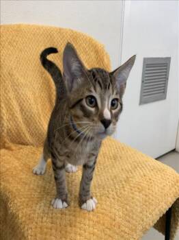 Rescue Domestic Short Hair Cats for Adoption in Sarasota, Florida - KOBUK | PetCurious