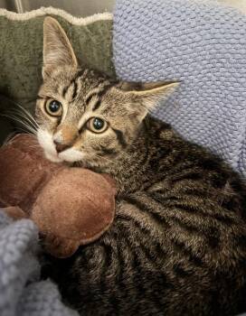 Pixel -  Domestic Short Hair Cat for Adoption in Challis, Idaho - Pixel | PetCurious