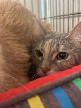 Domestic Short Hair Cats Available for Adoption in Rock Springs, Wyoming - Angel AKA Ursula | PetCurious