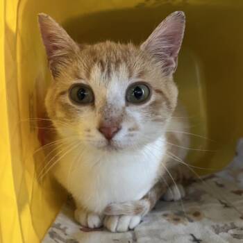 Domestic Short Hair Cats Available for Adoption in Manhattan, Kansas - Ginger | PetCurious