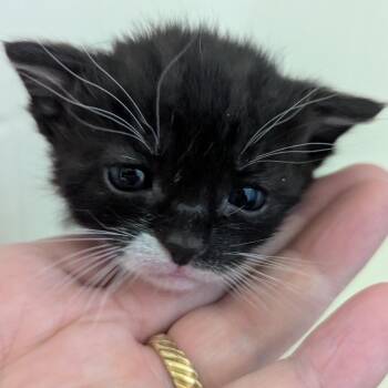 Domestic Short Hair Cats Available for Adoption in Meridian, Idaho - Boy 3 | PetCurious