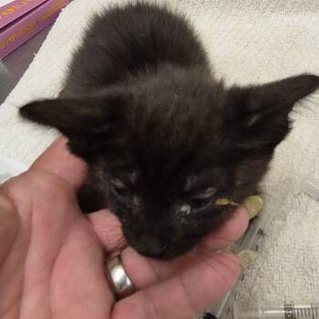 Rescue Domestic Short Hair Cats for Adoption in Lake Panasoffkee, Florida - Donatello | PetCurious