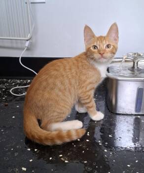 Bo -  Domestic Short Hair Cat for Adoption in Lewisburg, Tennessee - Bo | PetCurious