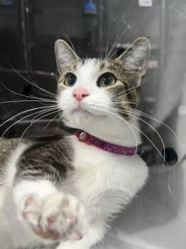 Mia -  Domestic Short Hair Cat for Adoption in Dayton, Minnesota - Mia | PetCurious