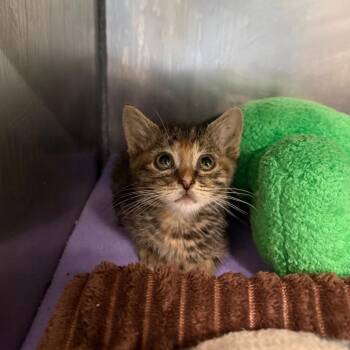 Love Shack 13 -  Domestic Short Hair Cat for Adoption in Austin, Texas - Love Shack 13 | PetCurious