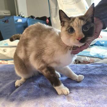Siamese and Turkish Angora Cats Available for Adoption - Manana | PetCurious