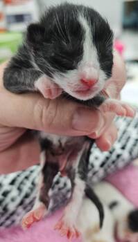 Cat In The Hat -  Domestic Short Hair Cat for Adoption in Washington Court House, Ohio - Cat In The Hat | PetCurious