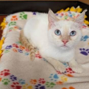 Peter Pan -  Siamese Cat for Adoption in Rochester, Minnesota - Peter Pan | PetCurious