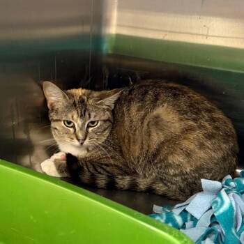 Bubble -  Domestic Short Hair Cat for Adoption in Los Angeles, California - Bubble | PetCurious