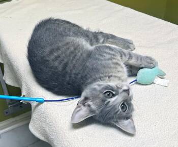 Rescue Domestic Short Hair Cats for Adoption in Columbia, Kentucky - Gazpacho | PetCurious