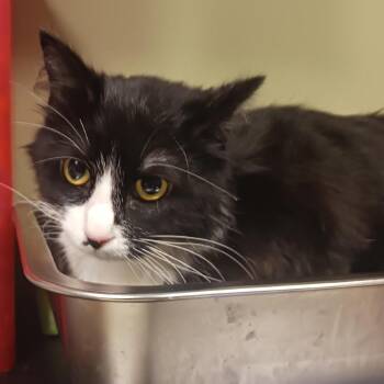 Domestic Short Hair Cats Available for Adoption in Baltimore, Maryland - Zaria | PetCurious