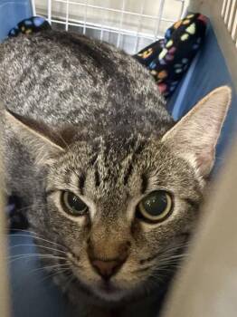 LAVENDER -  Domestic Short Hair Cat for Adoption in Sacramento, California - LAVENDER | PetCurious