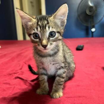 Bart -  Domestic Short Hair Cat for Adoption in Liverpool, Texas - Bart | PetCurious