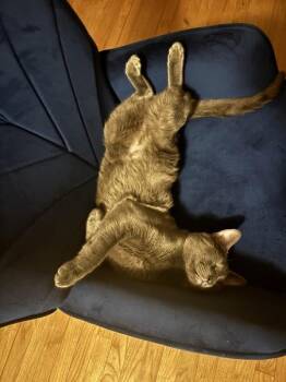 Domestic Short Hair Cats Available for Adoption - Ramen | PetCurious