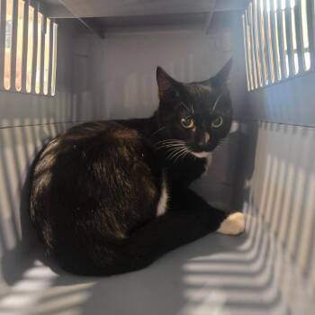 Socks -  Domestic Short Hair Cat for Adoption in Brentwood, Missouri - Socks | PetCurious