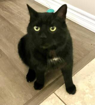 Domestic Short Hair Cats Available for Adoption - Muffin | PetCurious