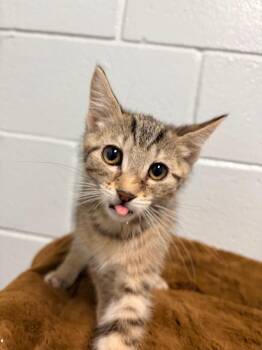 Snorlax -  Domestic Short Hair Cat for Adoption in Huntington, Indiana - Snorlax | PetCurious