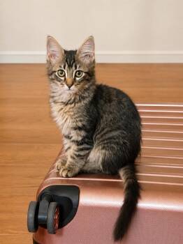 Rizzo -  Domestic Medium Hair Cat for Adoption in Phoenix, Arizona - Rizzo | PetCurious