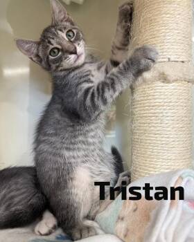Tristan -  Domestic Short Hair Cat for Adoption in Hazlet, New Jersey - Tristan | PetCurious
