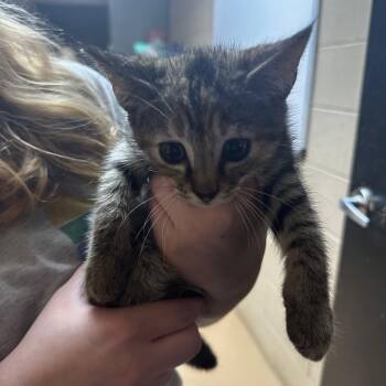 Rescue Domestic Short Hair Cats for Adoption in Gadsden, Alabama - Tootsie Roll | PetCurious