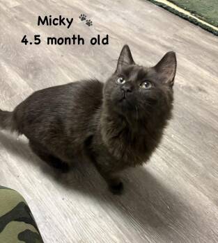 Domestic Medium Hair Cats Available for Adoption in Telford, Pennsylvania - Micky (Free At Last Litter) Group #3 | PetCurious