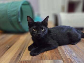 HUEY -  Domestic Short Hair Cat for Adoption in Loveland, Colorado - HUEY | PetCurious
