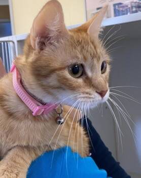 Scarlett -  Domestic Short Hair Cat for Adoption in Salinas, California - Scarlett | PetCurious