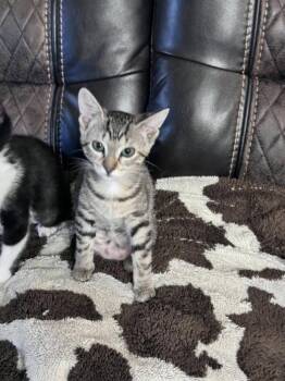 Blakelee -  Domestic Short Hair Cat for Adoption in Pineville, Louisiana - Blakelee | PetCurious
