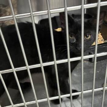 Brisbane -  Domestic Short Hair Cat for Adoption in Carencro, Louisiana - Brisbane | PetCurious
